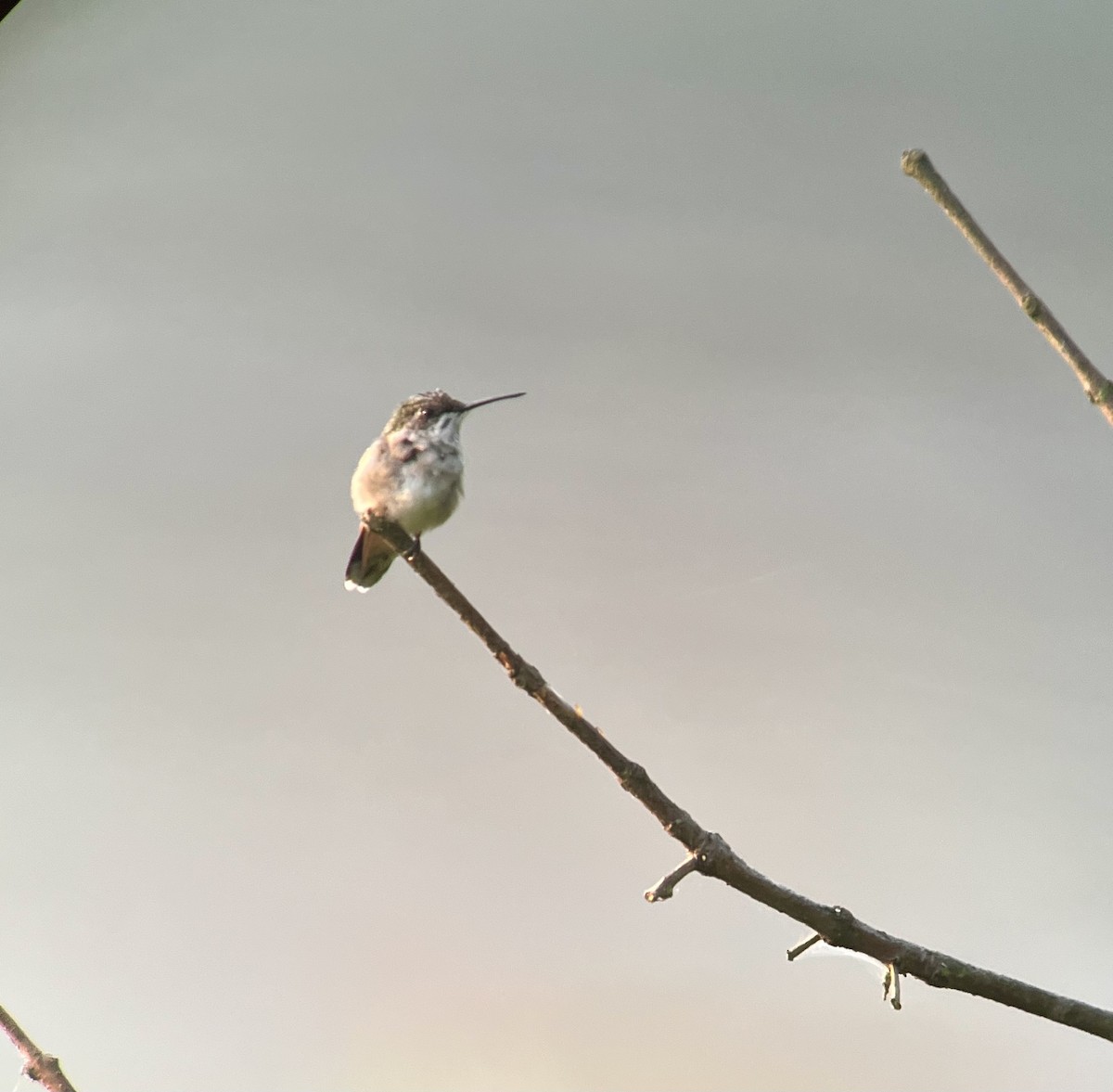 Ruby-throated Hummingbird - ML622870308