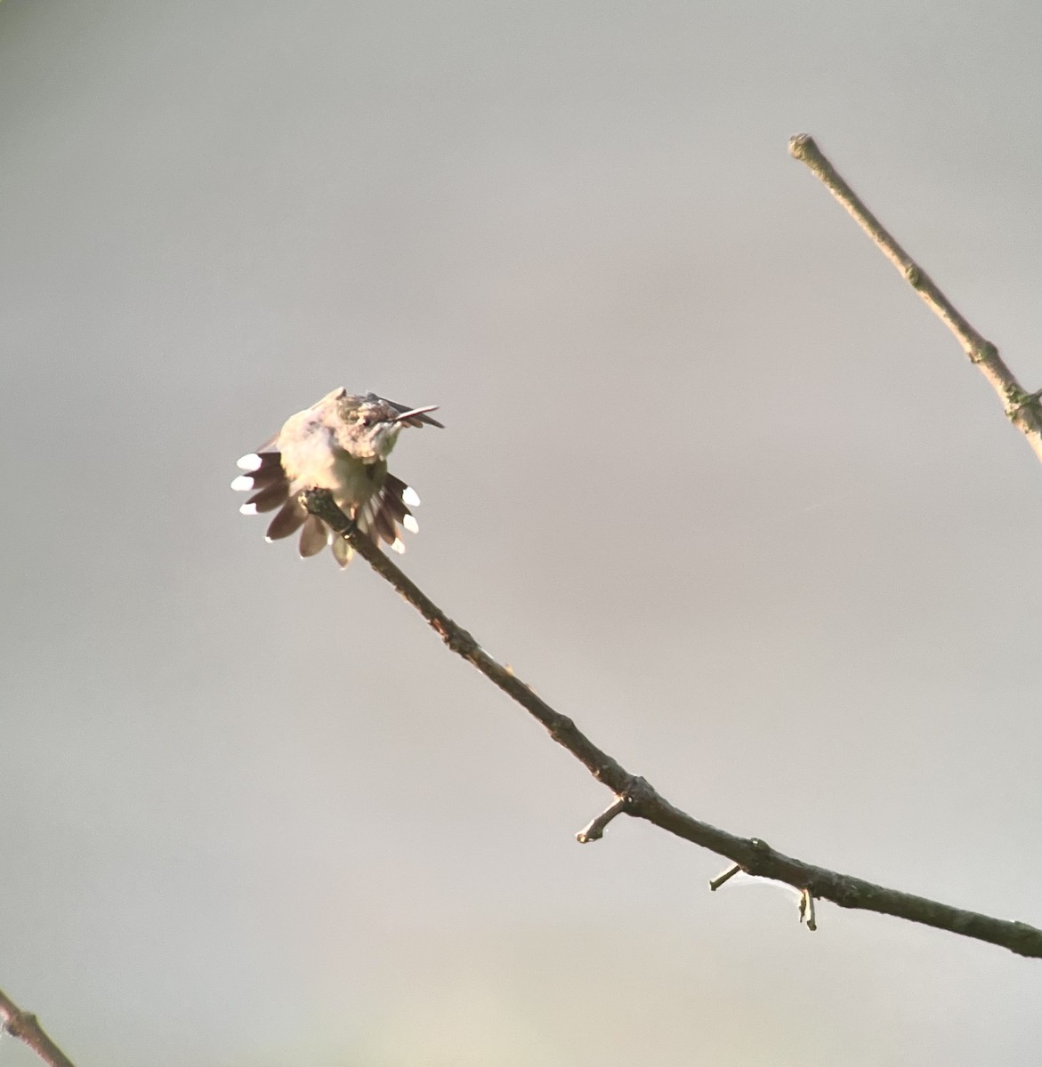 Ruby-throated Hummingbird - ML622870309