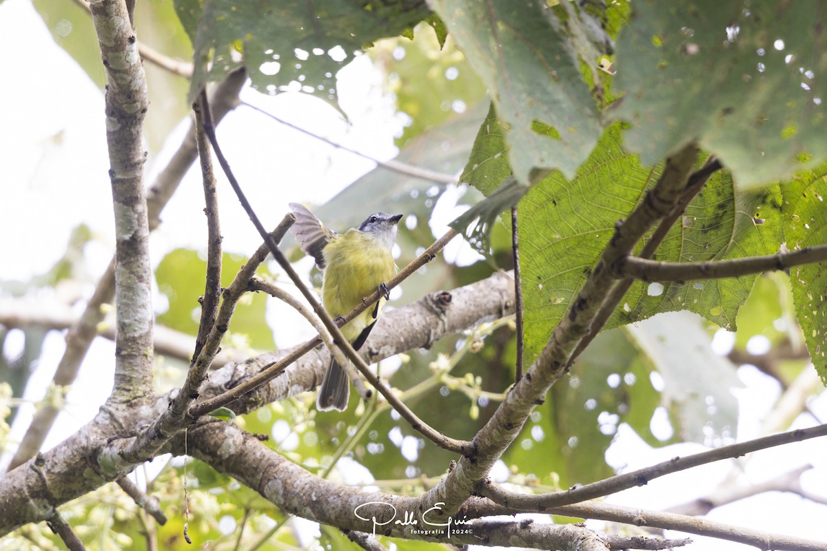 Ecuadorian Tyrannulet - ML622870328