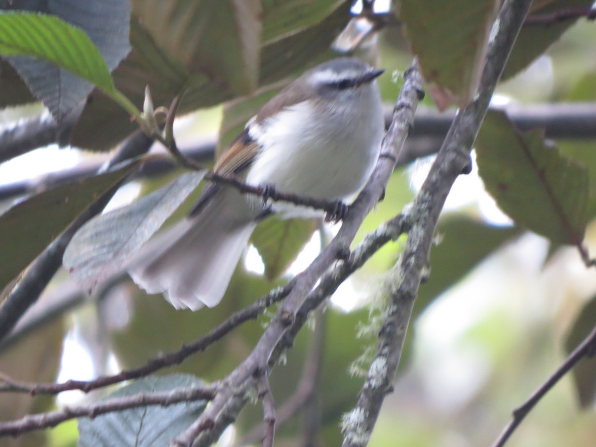 White-banded Tyrannulet - ML622870418