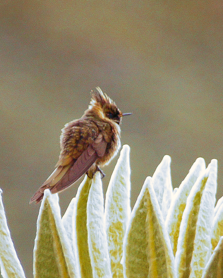 キイロヘルメットハチドリ - ML622870461