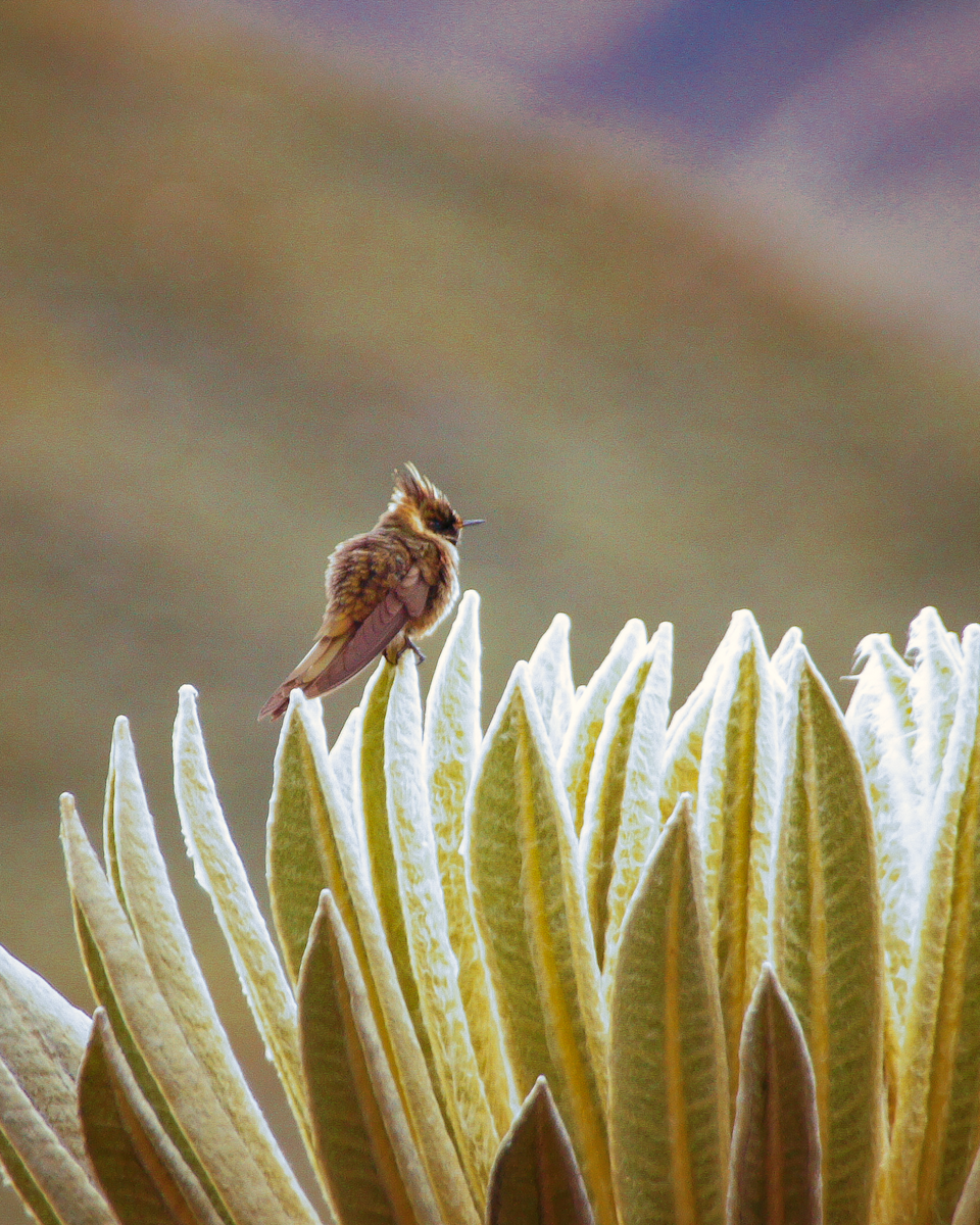 Buffy Helmetcrest - Jhonatan León