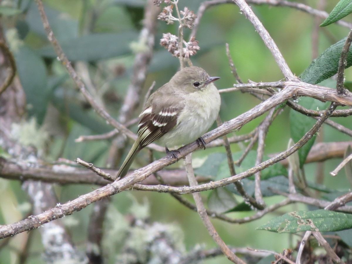 Mountain Elaenia - ML622870487