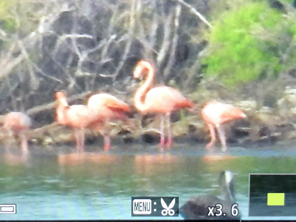 American Flamingo - ML622870490