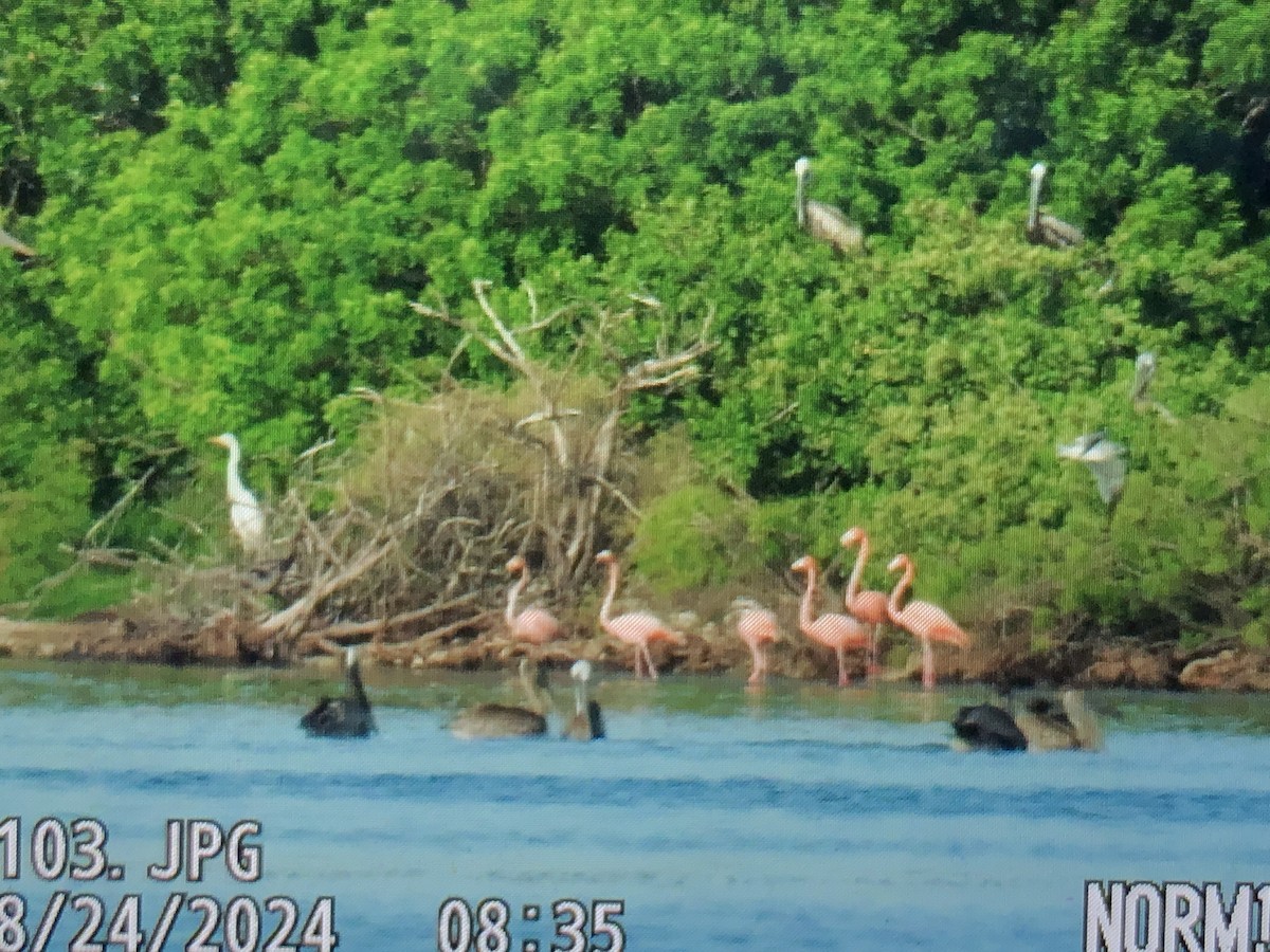 American Flamingo - ML622870491