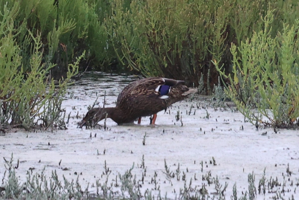 Canard colvert ou C. du Mexique - ML622870517