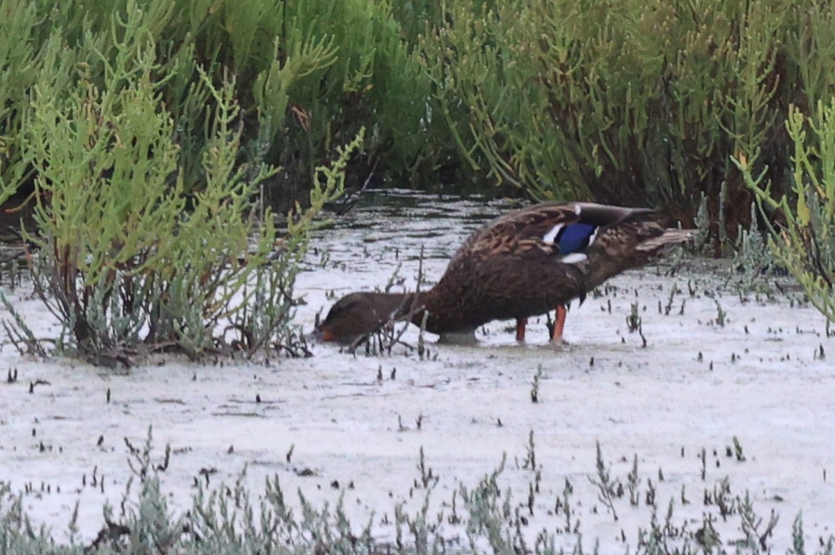 Canard colvert ou C. du Mexique - ML622870518