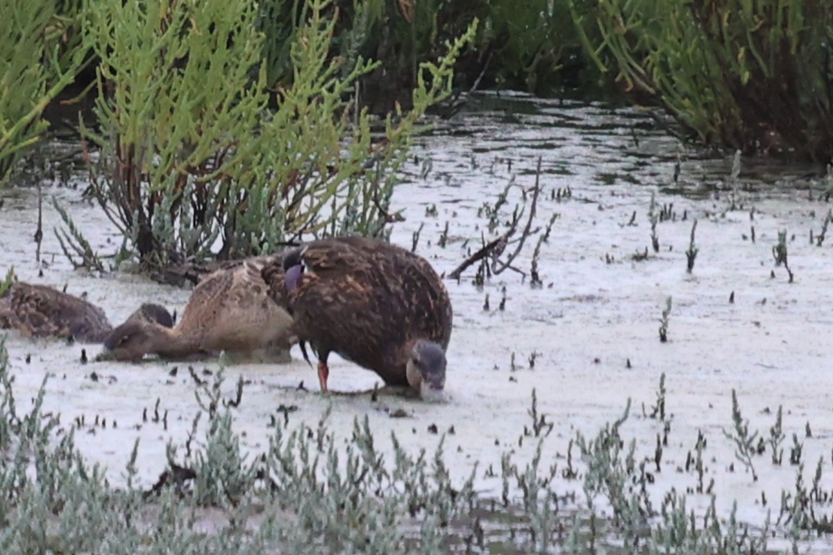 Canard colvert ou C. du Mexique - ML622870520