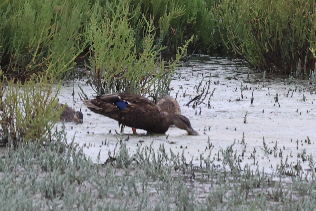 Mallard/Mexican Duck - ML622870521