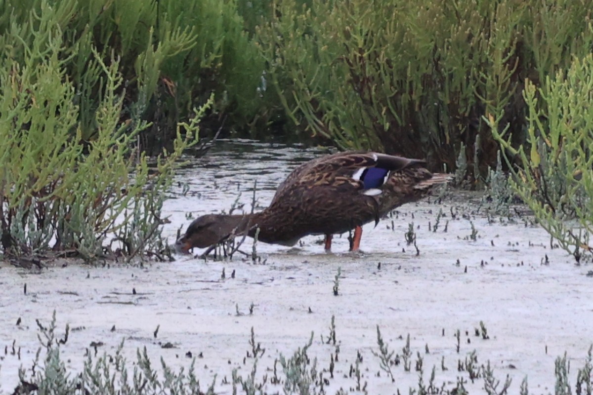 Mallard/Mexican Duck - ML622870522