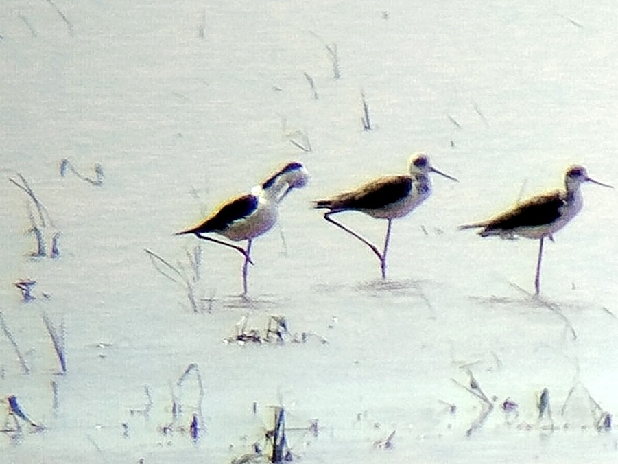 Pied Stilt - ML622870528