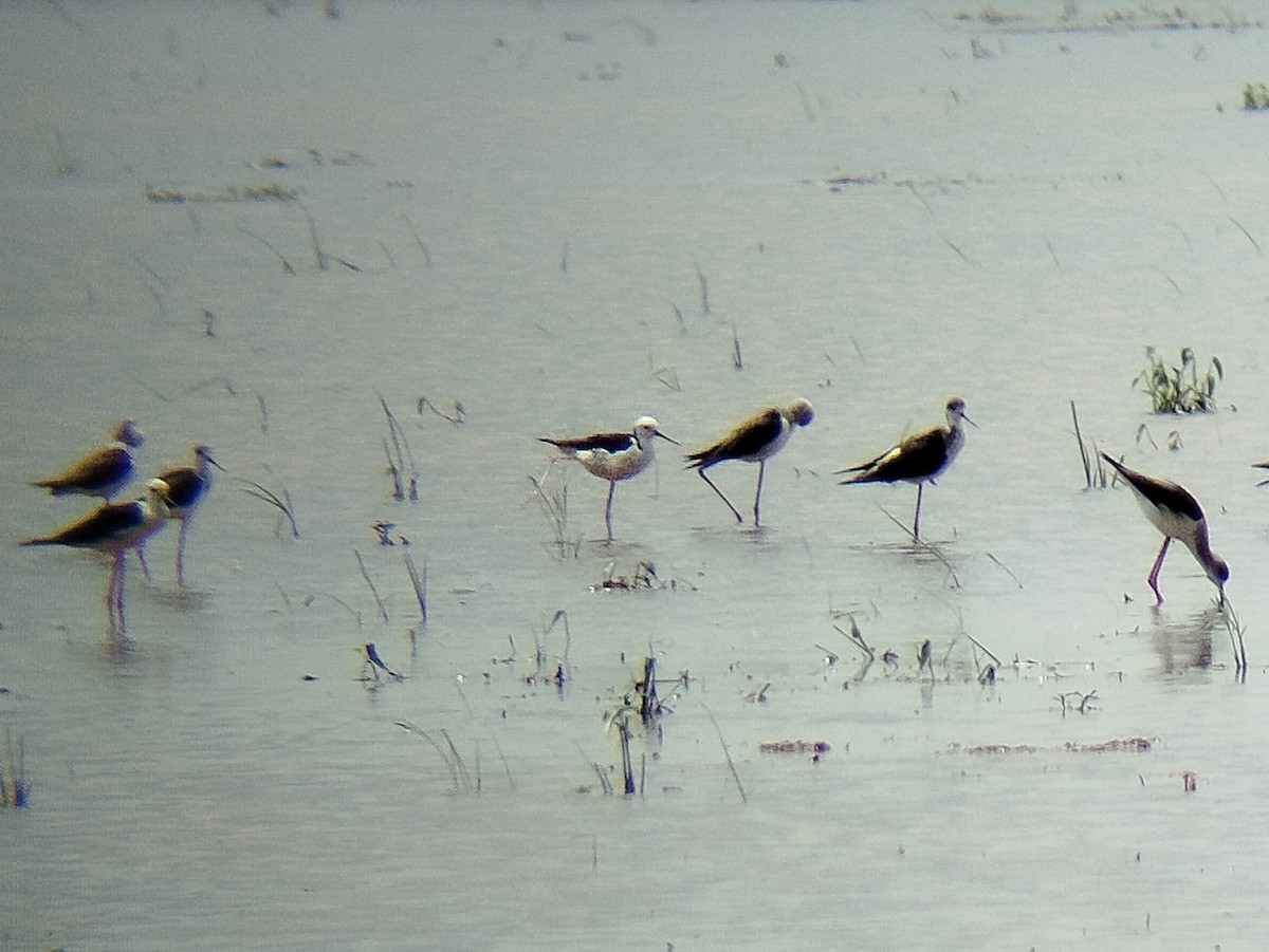 Pied Stilt - ML622870529