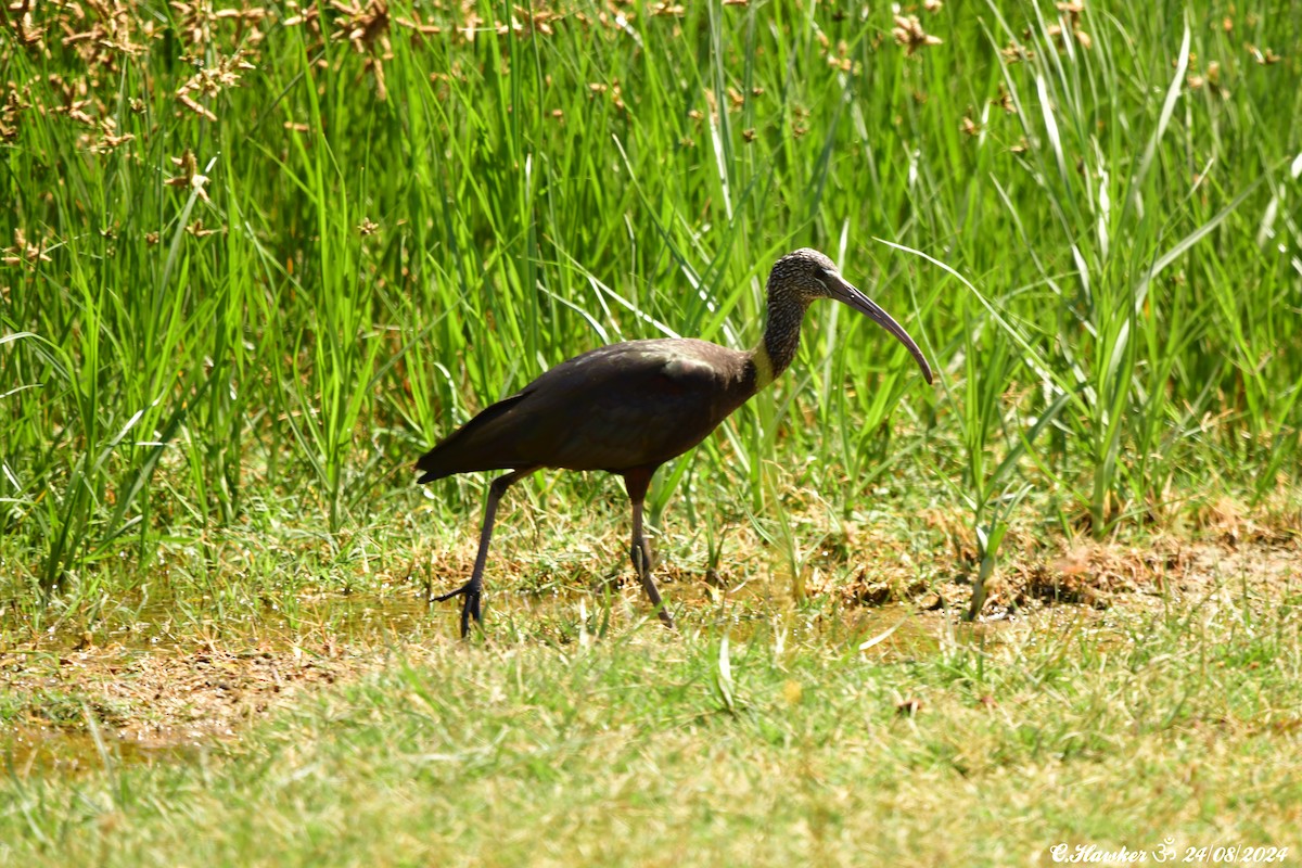 Glossy Ibis - ML622870659