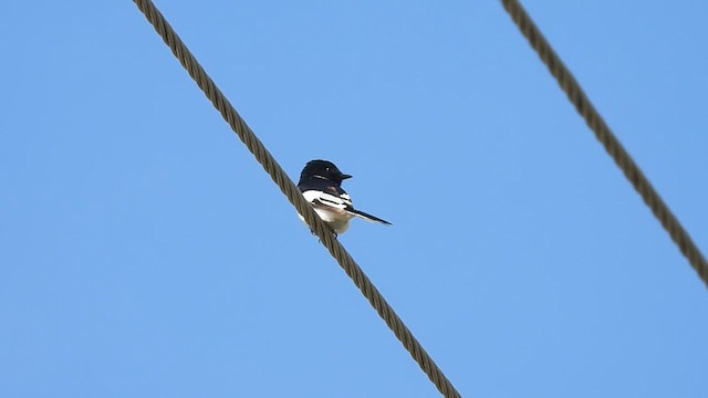 White-bellied Minivet - ML622870673