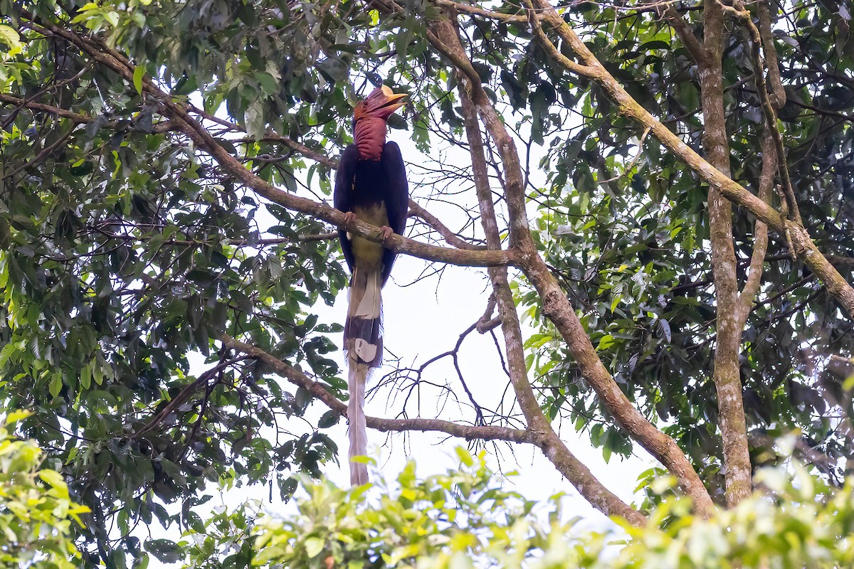 Helmeted Hornbill - ML622870681