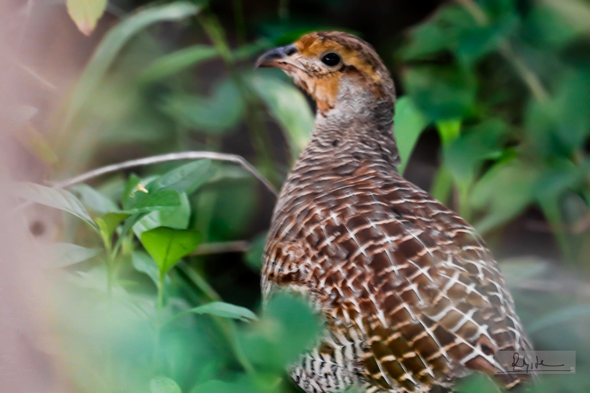 Gray Francolin - Sujith Ravindran