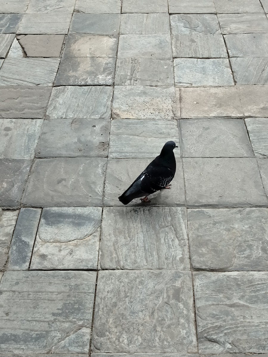 Rock Pigeon (Feral Pigeon) - Quinton Moss