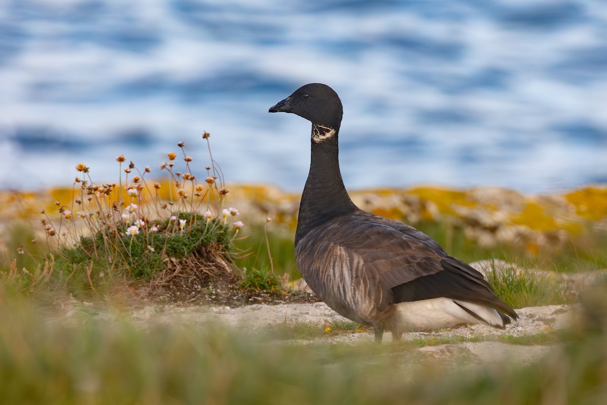 Brant (Dark-bellied) - Grégoire Duffez