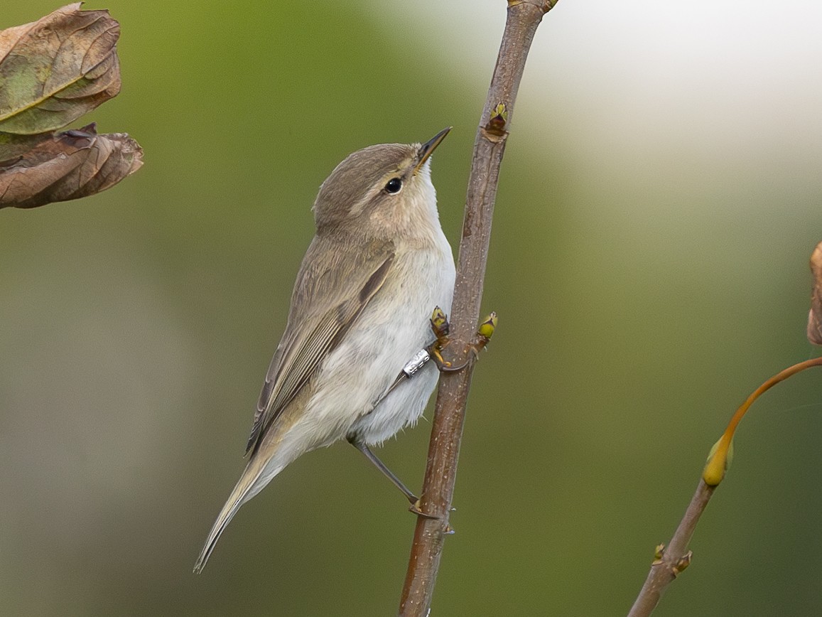 Common Chiffchaff (Siberian) - Grégoire Duffez