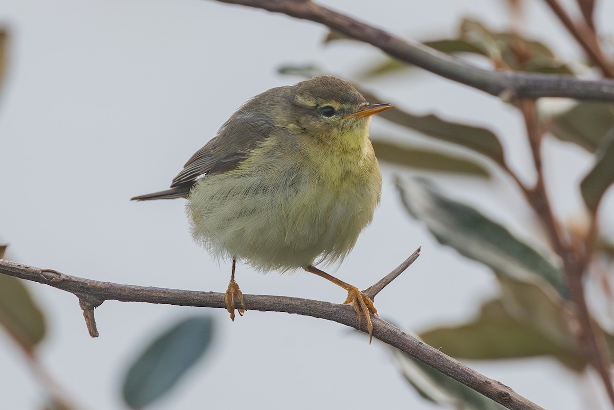 Willow Warbler - Grégoire Duffez