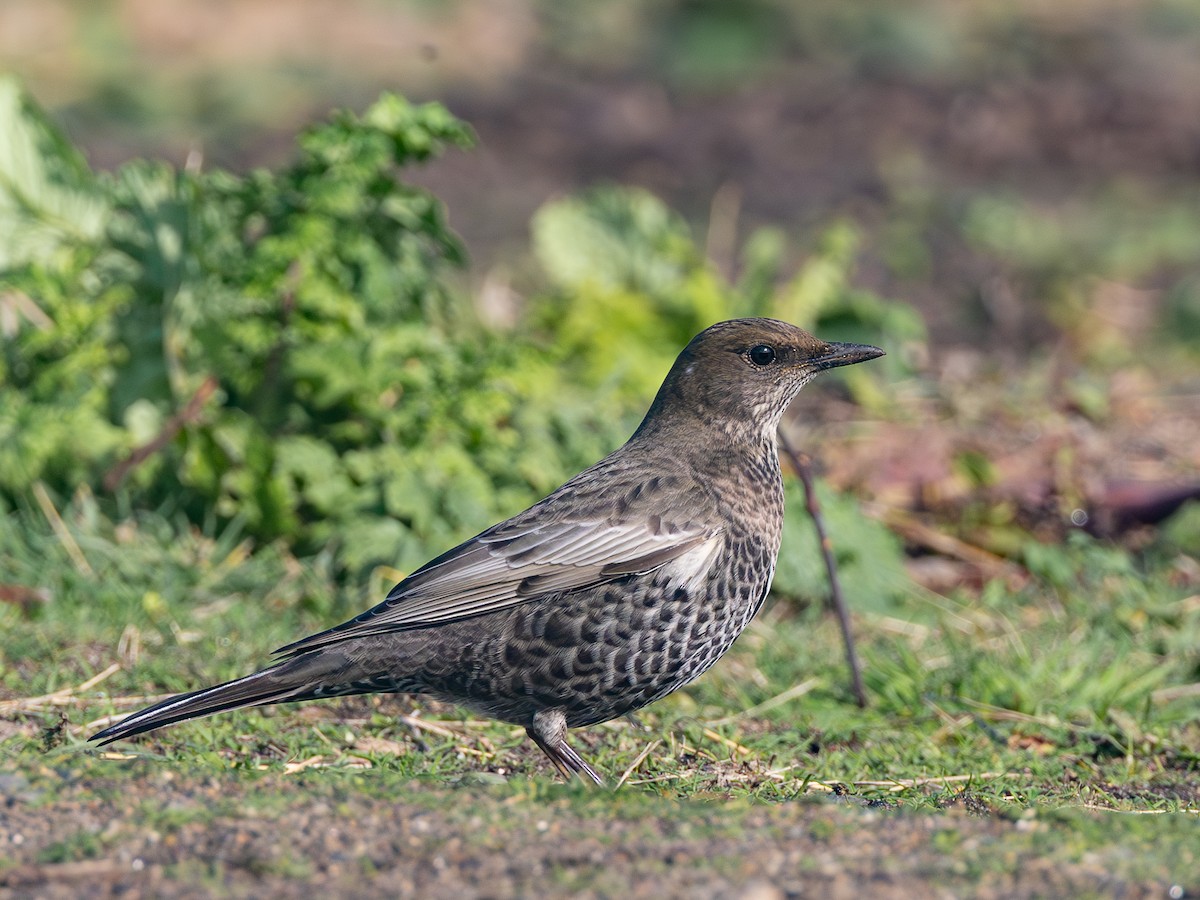 クビワツグミ（torquatus） - ML622870847