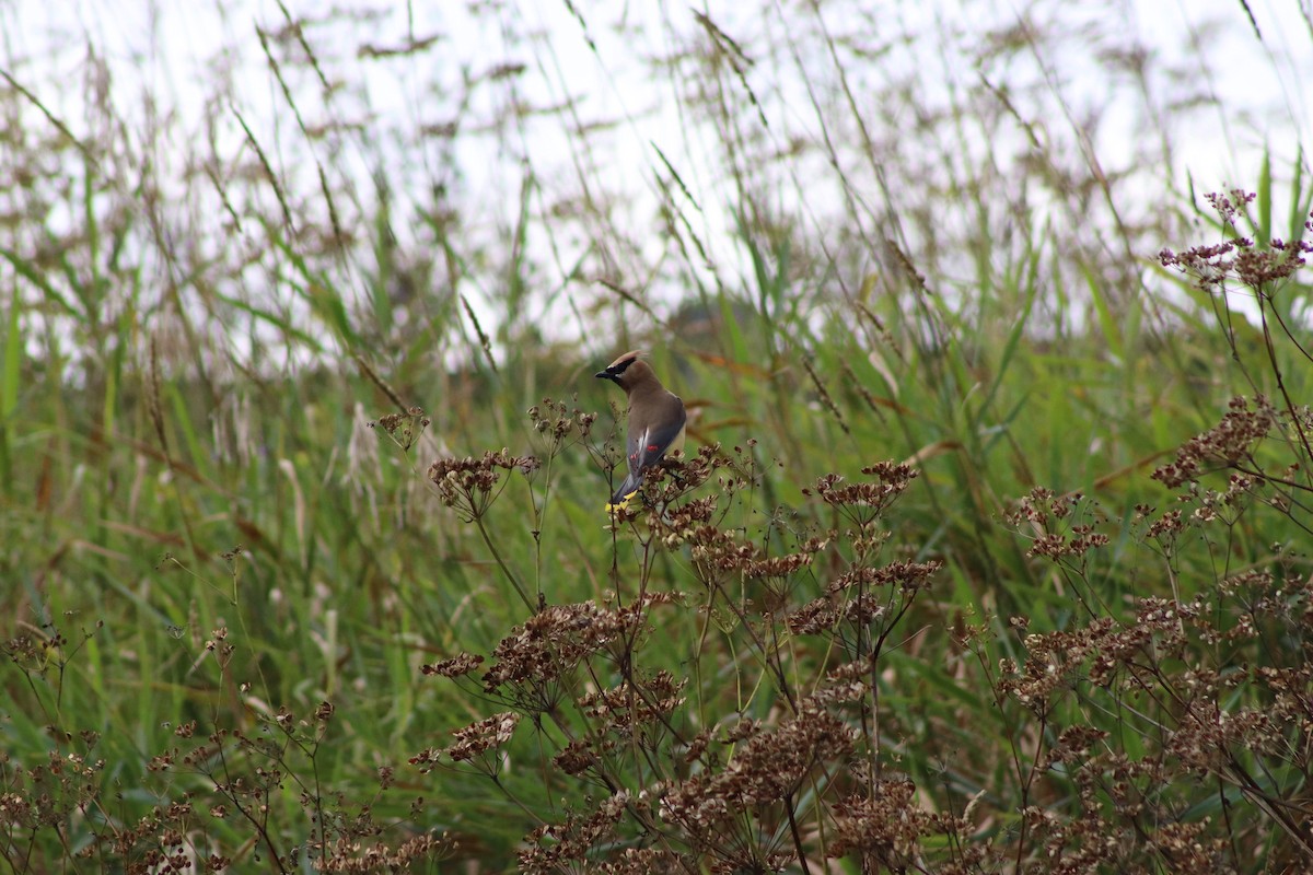 Cedar Waxwing - ML622870849