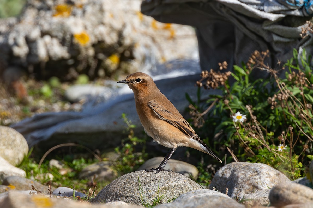 Northern Wheatear (Greenland) - ML622870852