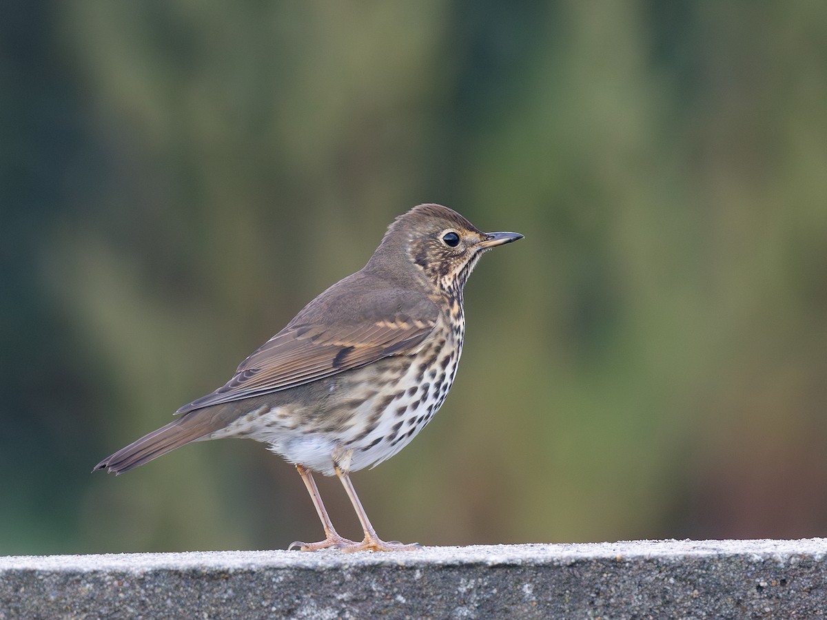 Song Thrush - Grégoire Duffez