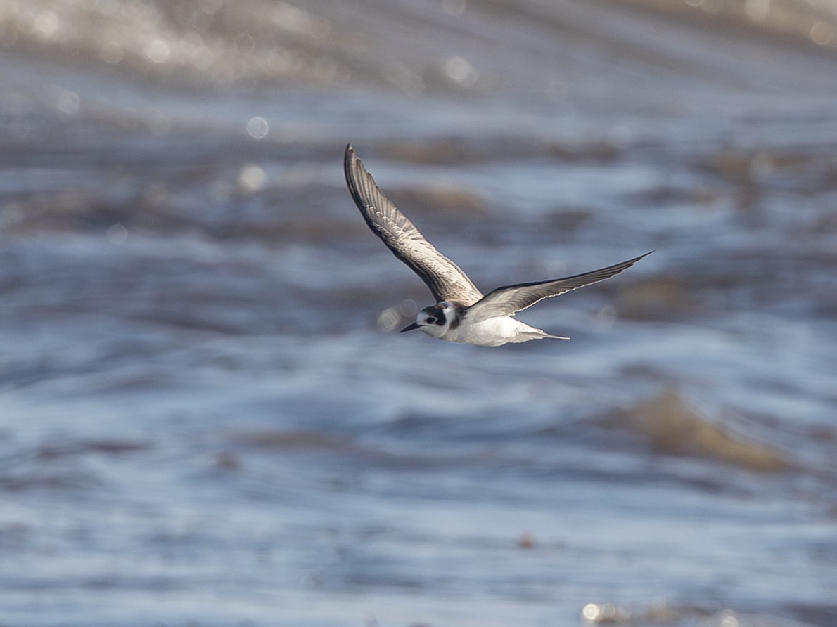 Black Tern - Grégoire Duffez