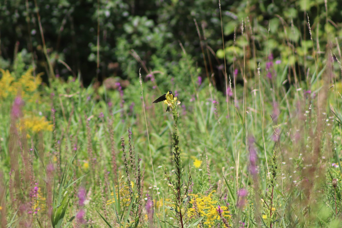 American Goldfinch - ML622870923