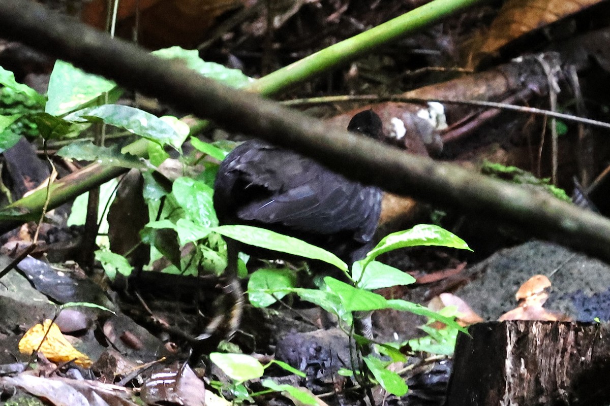 Dusky Megapode - ML622870925