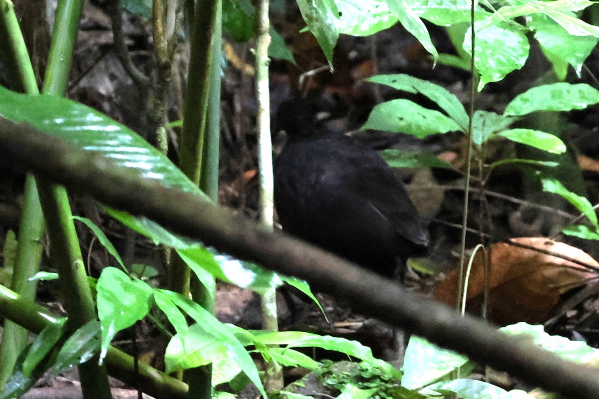 Dusky Megapode - ML622870926