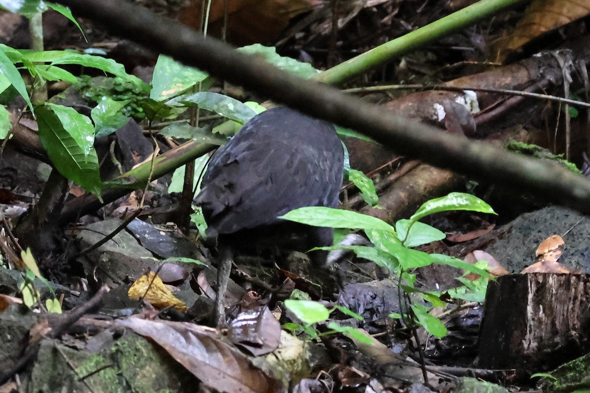 Dusky Megapode - ML622870928