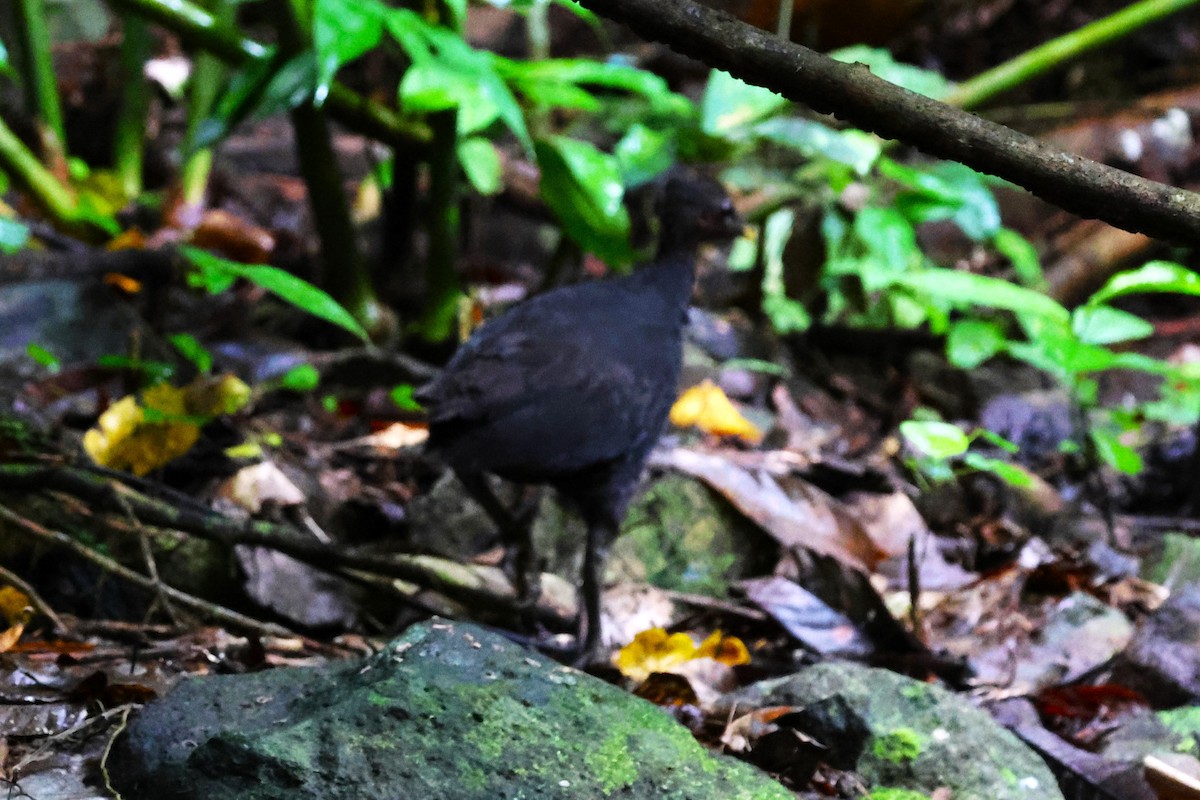 Dusky Megapode - ML622870932