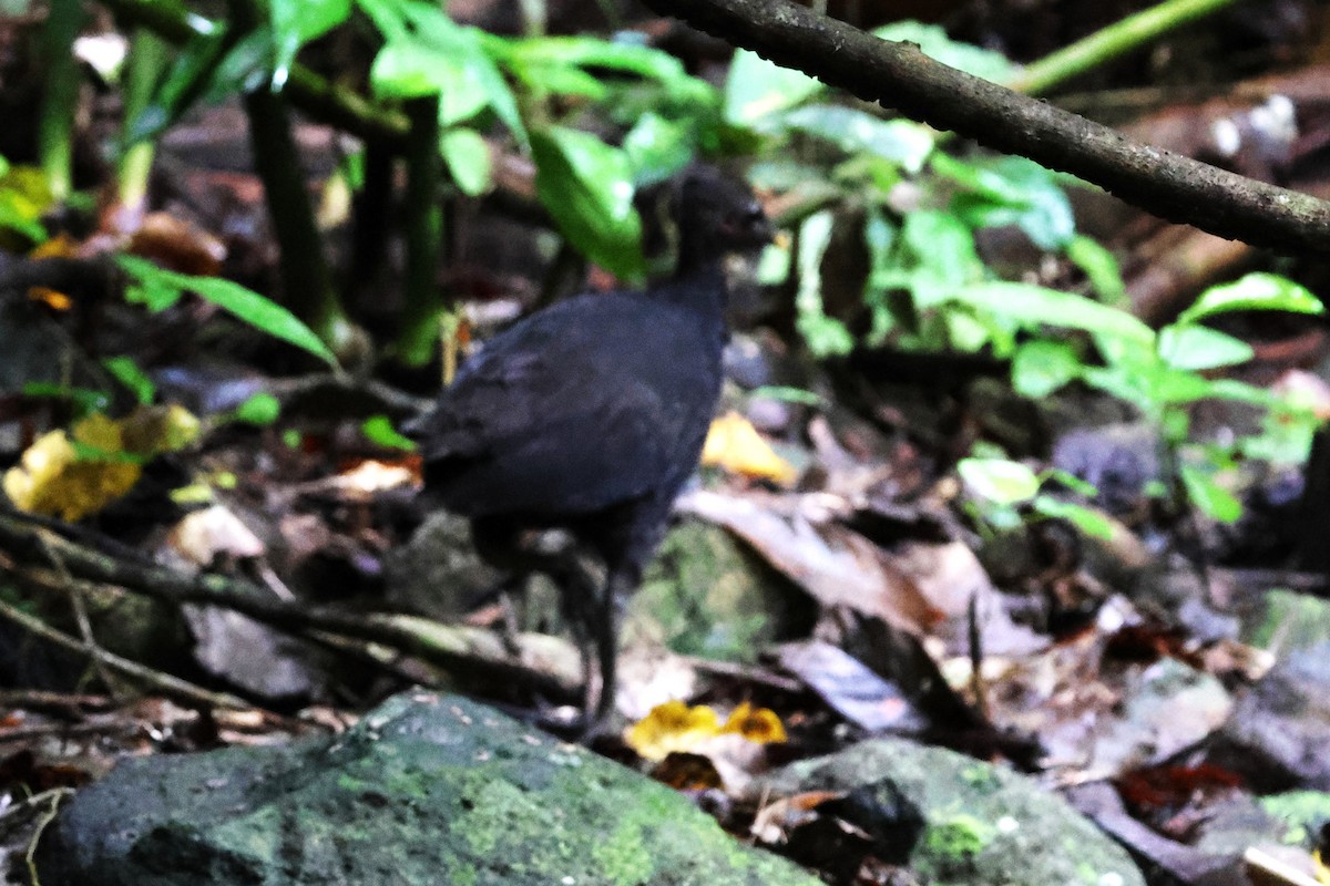 Dusky Megapode - ML622870933