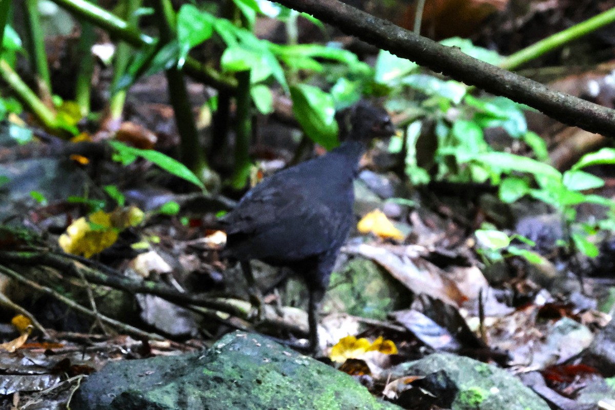 Dusky Megapode - ML622870977