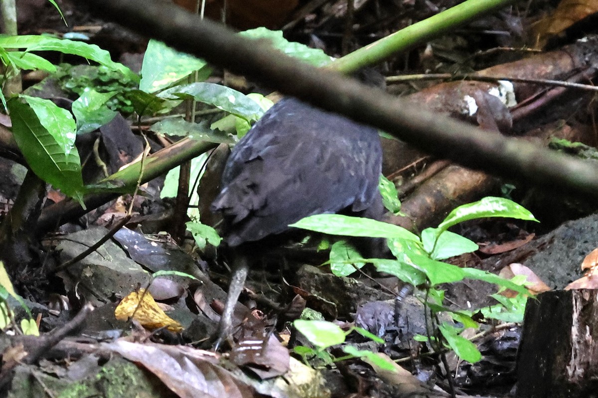 Dusky Megapode - ML622870978