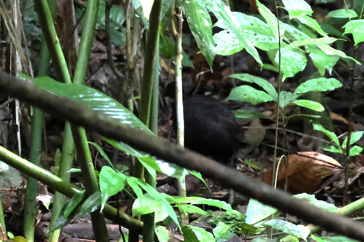 Dusky Megapode - ML622870979