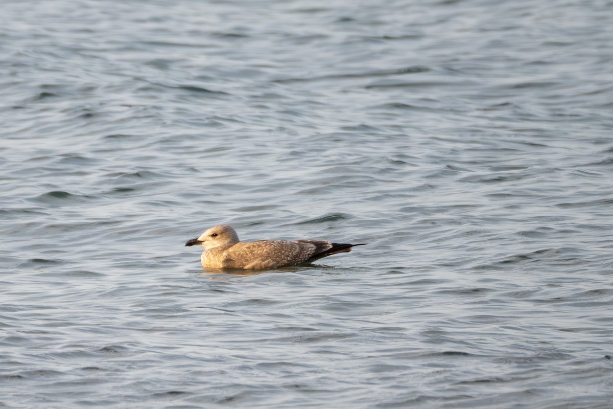 Gaviota Argéntea (americana) - ML622871006