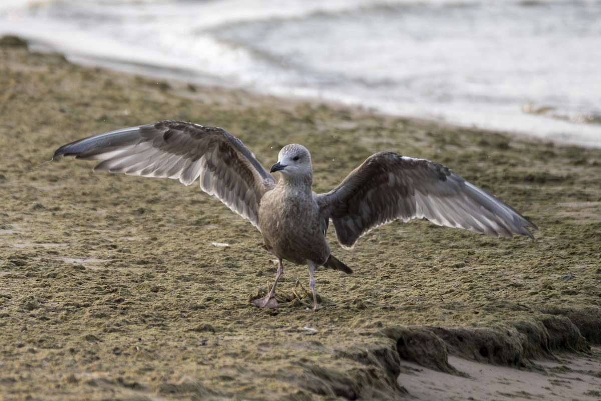 Gaviota Argéntea (americana) - ML622871007