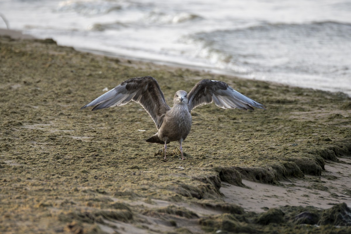 Gaviota Argéntea (americana) - ML622871008