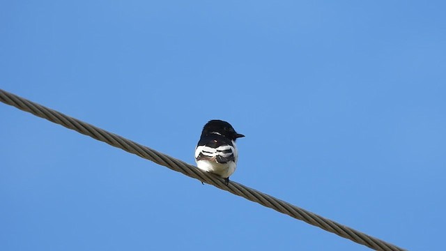 White-bellied Minivet - ML622871030