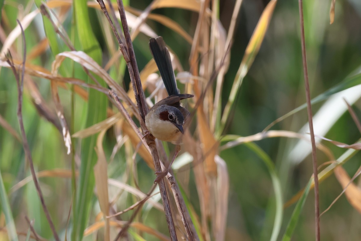 Purple-crowned Fairywren - ML622871083