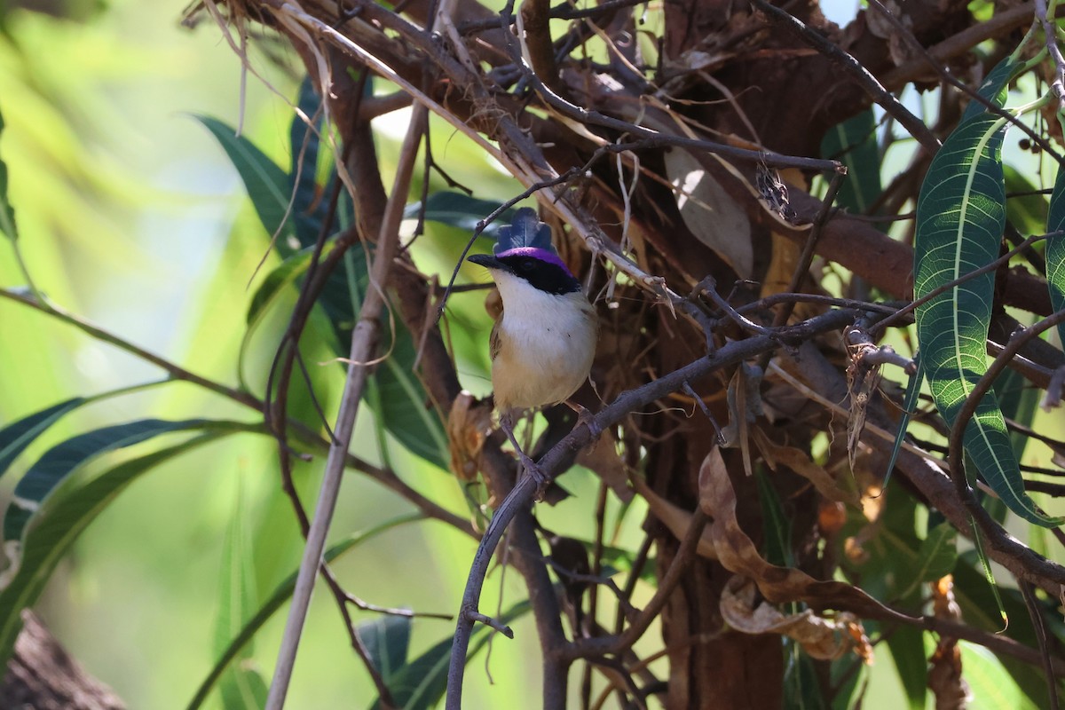 Purple-crowned Fairywren - ML622871087