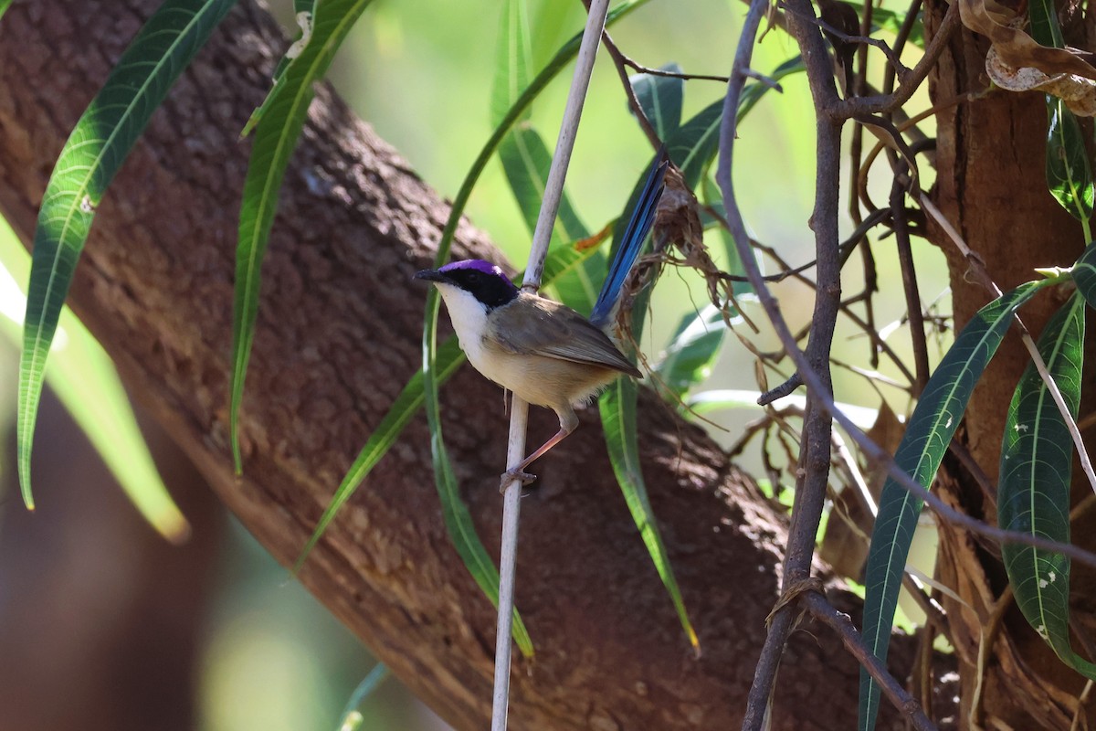 Purple-crowned Fairywren - ML622871088