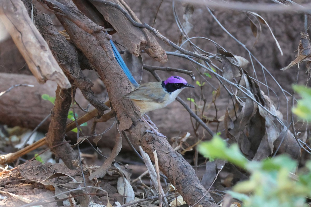 Purple-crowned Fairywren - ML622871091