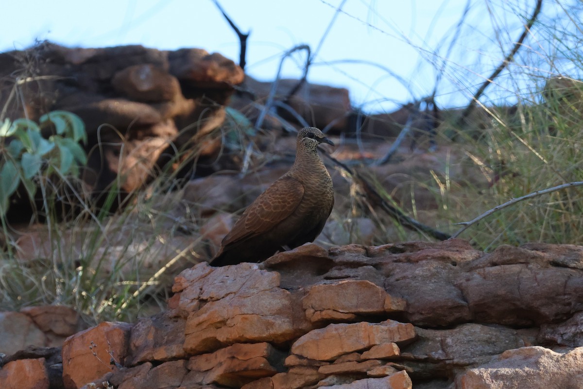 White-quilled Rock-Pigeon - ML622871108