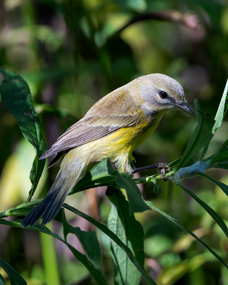 Prairie Warbler - ML622871170