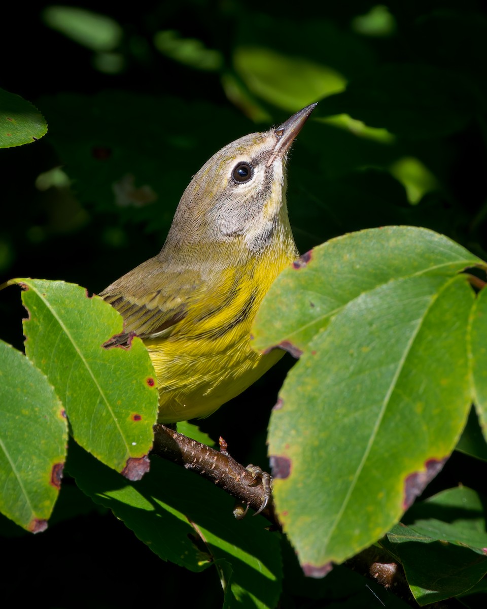 Prairie Warbler - ML622871175