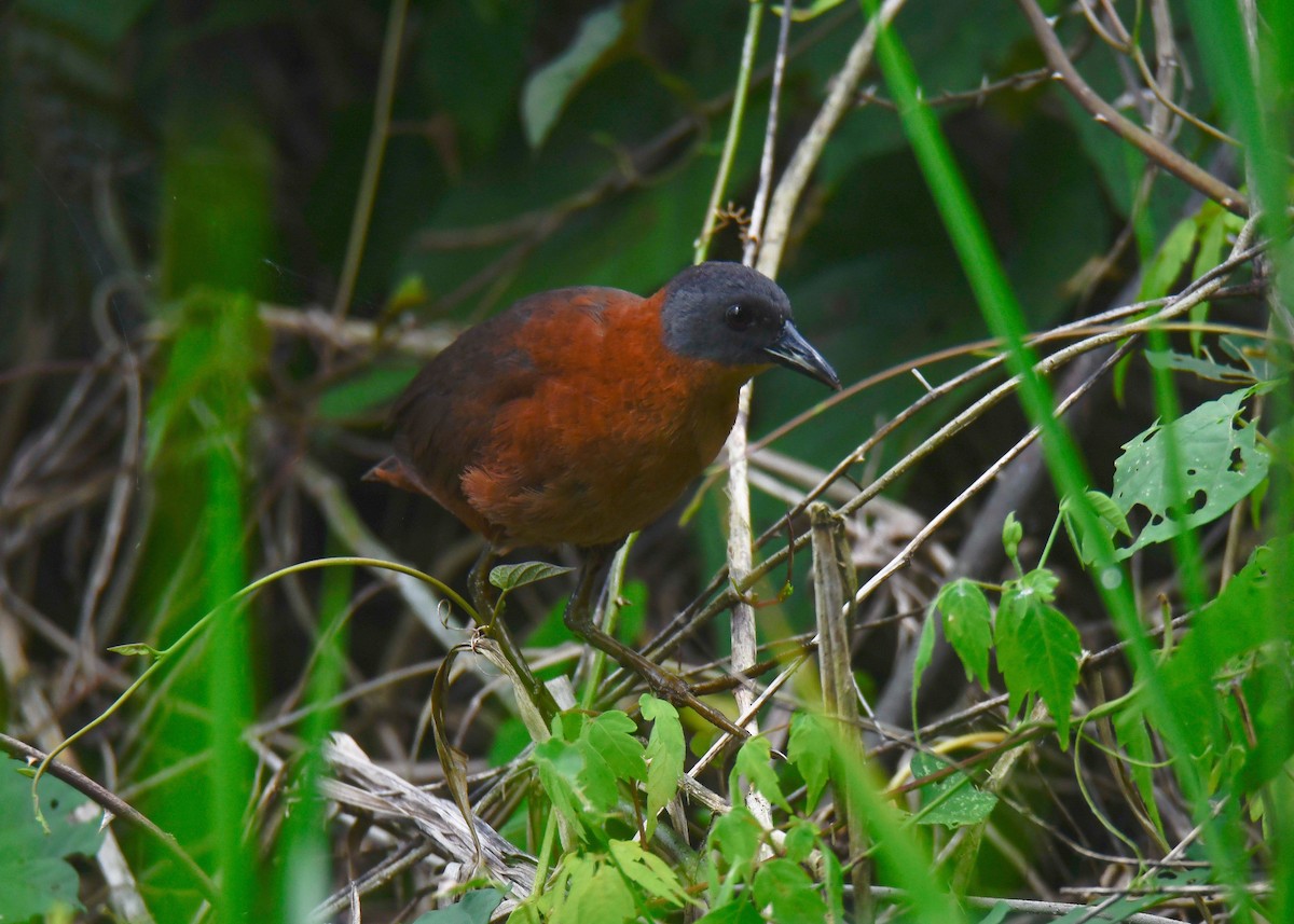 Ruddy Crake - ML622871186